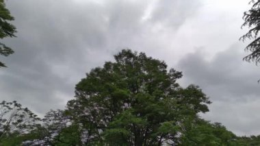 Taze yeşil yapraklar Yazın başında