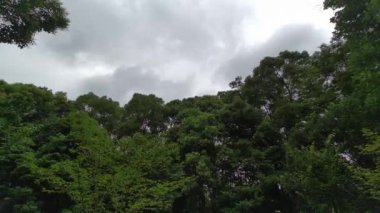 Taze yeşil yapraklar Yazın başında