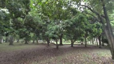 Taze yeşil yapraklar Yazın başında