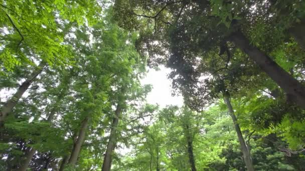 Свежие Зеленые Листья Начале Лета — стоковое видео