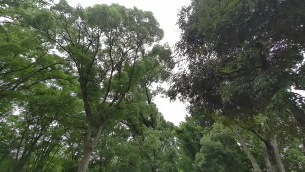 Свежие Зеленые Листья Начале Лета — стоковое видео