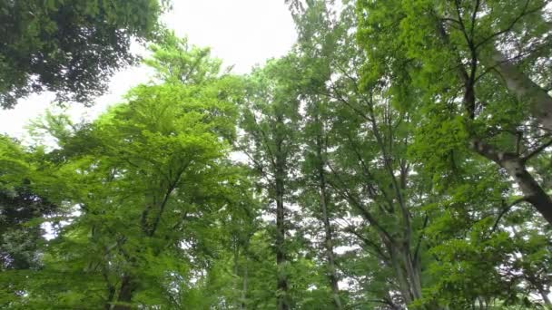 Φρέσκα Πράσινα Φύλλα Νωρίς Καλοκαίρι — Αρχείο Βίντεο