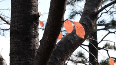 Tokyo Ölü Sonbaharı terk etti, video klibi