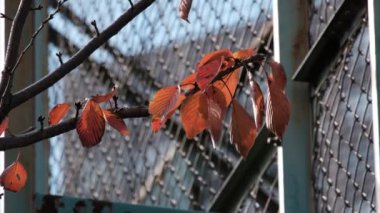 Tokyo Ölü Sonbaharı terk etti, video klibi