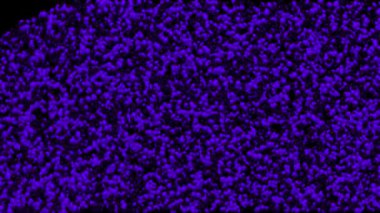 Tahıl Parçacığı Parçacık Hareketi Grafikleri