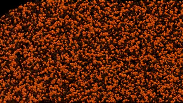 Grain Particle Particle Motion Graphics — Stockvideo