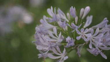 Agapanthus Sinema Videosu, Japonya Tokyo