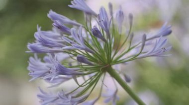 Agapanthus Sinema Videosu, Japonya Tokyo