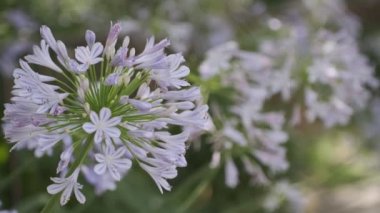 Agapanthus Sinema Videosu, Japonya Tokyo