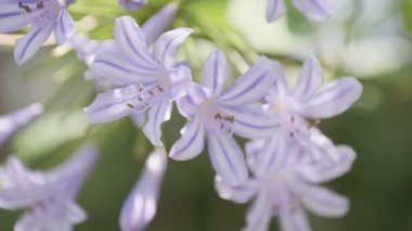 Agapanthus Cinematic video clip, Japan Tokyo