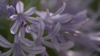 Agapanthus Sinema Videosu, Japonya Tokyo