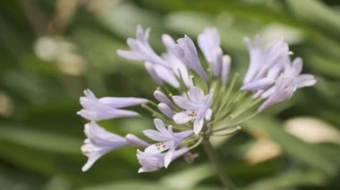 Agapanthus Sinema Videosu, Japonya Tokyo