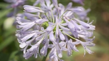 Agapanthus Sinema Videosu, Japonya Tokyo