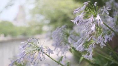 Agapanthus Sinema Videosu, Japonya Tokyo