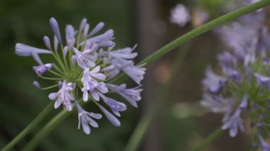 Agapanthus Sinema Videosu, Japonya Tokyo
