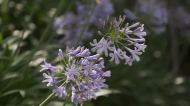 Agapanthus Cinematic video clip, Japan Tokyo