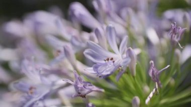 Agapanthus Sinema Videosu, Japonya Tokyo