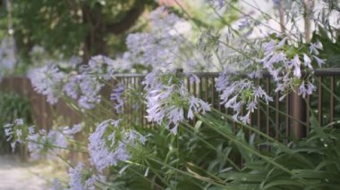 Agapanthus Sinema Videosu, Japonya Tokyo