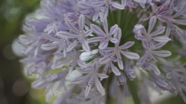 Agapanthus Cinematic video clip, Japan Tokyo