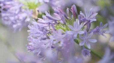 Agapanthus Cinematic video clip, Japan Tokyo