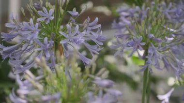 Agapanthus Cinematic video clip, Japan Tokyo