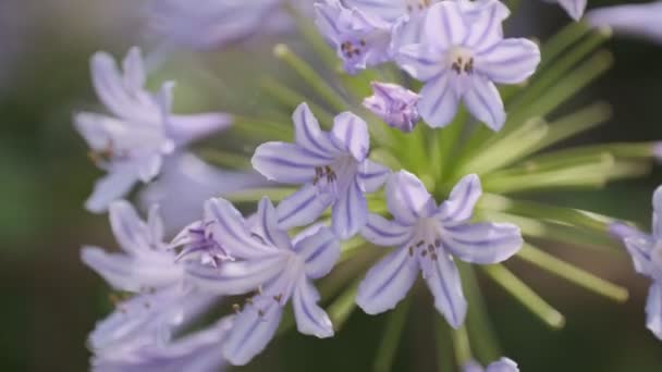 Agapanthus Vídeo Clipe Cinematográfico Japão Tóquio — Vídeo de Stock