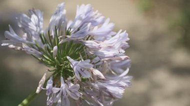Agapanthus Sinema Videosu, Japonya Tokyo