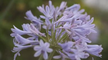 Agapanthus Sinema Videosu, Japonya Tokyo