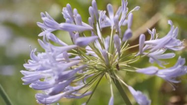 Agapanthus Cinematic video clip, Japan Tokyo