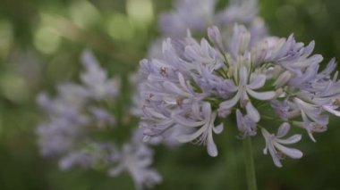 Agapanthus Cinematic video clip, Japan Tokyo