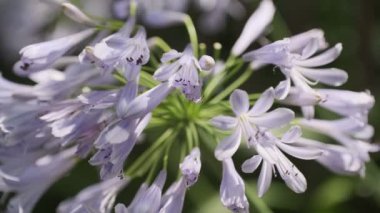 Agapanthus Sinema Videosu, Japonya Tokyo