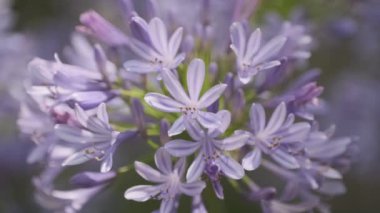 Agapanthus Cinematic video clip, Japan Tokyo