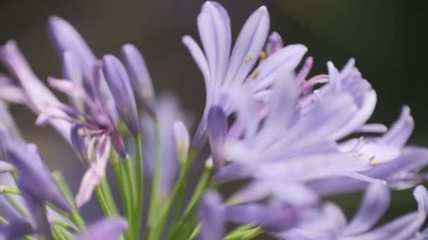 Agapanthus Cinematic Video Clip Japan Tokyo — Wideo stockowe
