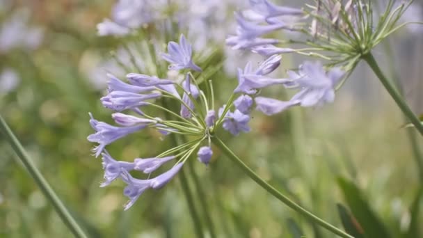 Agapanthus Vídeo Clipe Cinematográfico Japão Tóquio — Vídeo de Stock