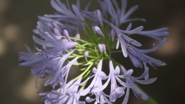 Agapanthus Cinematic Video Clip Japonia Tokyo — Videoclip de stoc