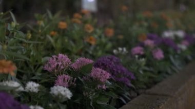 Tokyo Santrali, Night View Sinematik Video 2022 'den ayrılıyor