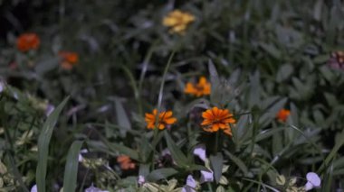 Tokyo Santrali, Night View Sinematik Video 2022 'den ayrılıyor