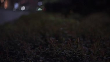 Tokyo Santrali, Night View Sinematik Video 2022 'den ayrılıyor