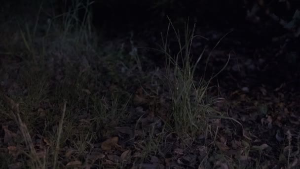 Tokyo Plant Leaves Night View Cinematic Video 2022 — 图库视频影像