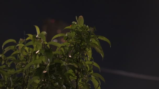 Tokyo Plant Leaves Night View Cinematic Video 2022 — ストック動画