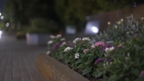 Tokyo Plant Leaves Night View Cinematic Video 2022 — Vídeos de Stock