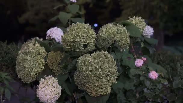 Tokyo Plant Sale Night View Cinematic Video 2022 — Vídeos de Stock