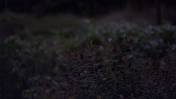 Tokyo Plant Leaves Night View Cinematic Video 2022 — Stock Video