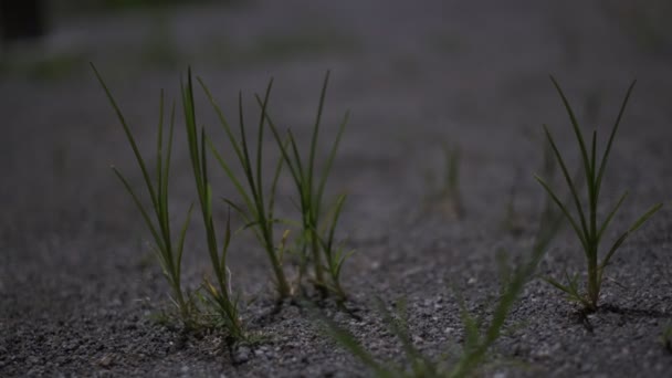 Tokio Rostlina Opustí Noční Pohled Filmové Video 2022 — Stock video