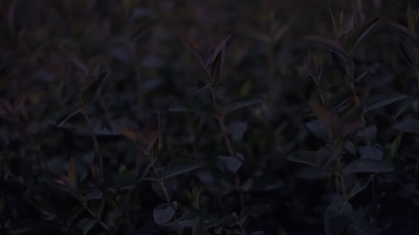 Tokyo Plant Leaves Night View Cinematic Video 2022 — 图库视频影像