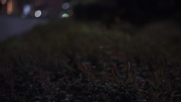 Tokyo Plant Leaves Night View Cinematic Video 2022 — Vídeo de stock