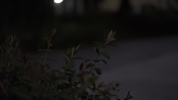 Tokyo Plant Покидает Night View Cinema2022 — стоковое видео