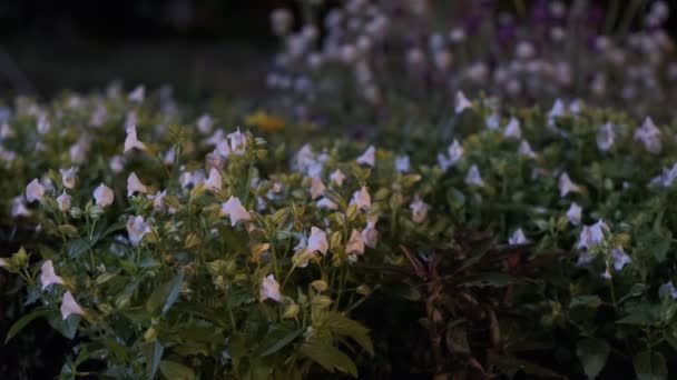 Tokio Roślina Pozostawia Night View Film 2022 — Wideo stockowe