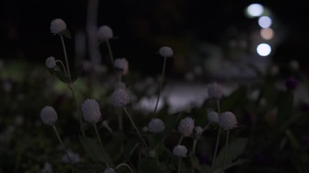Tokyo Plant Leaves Night View Cinematic Video 2022 — Stockvideo