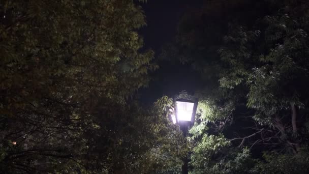 Tokyo Plant Leaves Night View Vidéo Cinématographique 2022 — Video